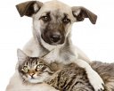 Petmart Pte Ltd Photos